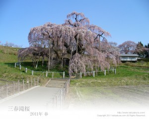 滝桜.jpg